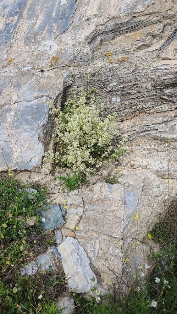 Galium corsicum habit