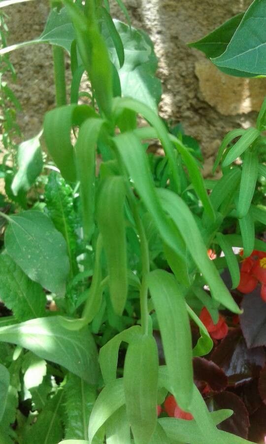 Ipomoea aquatica fruit
