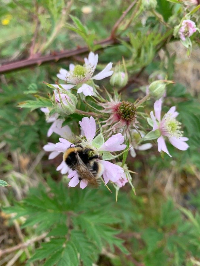 Rubus schnedleri — houseplant care guide