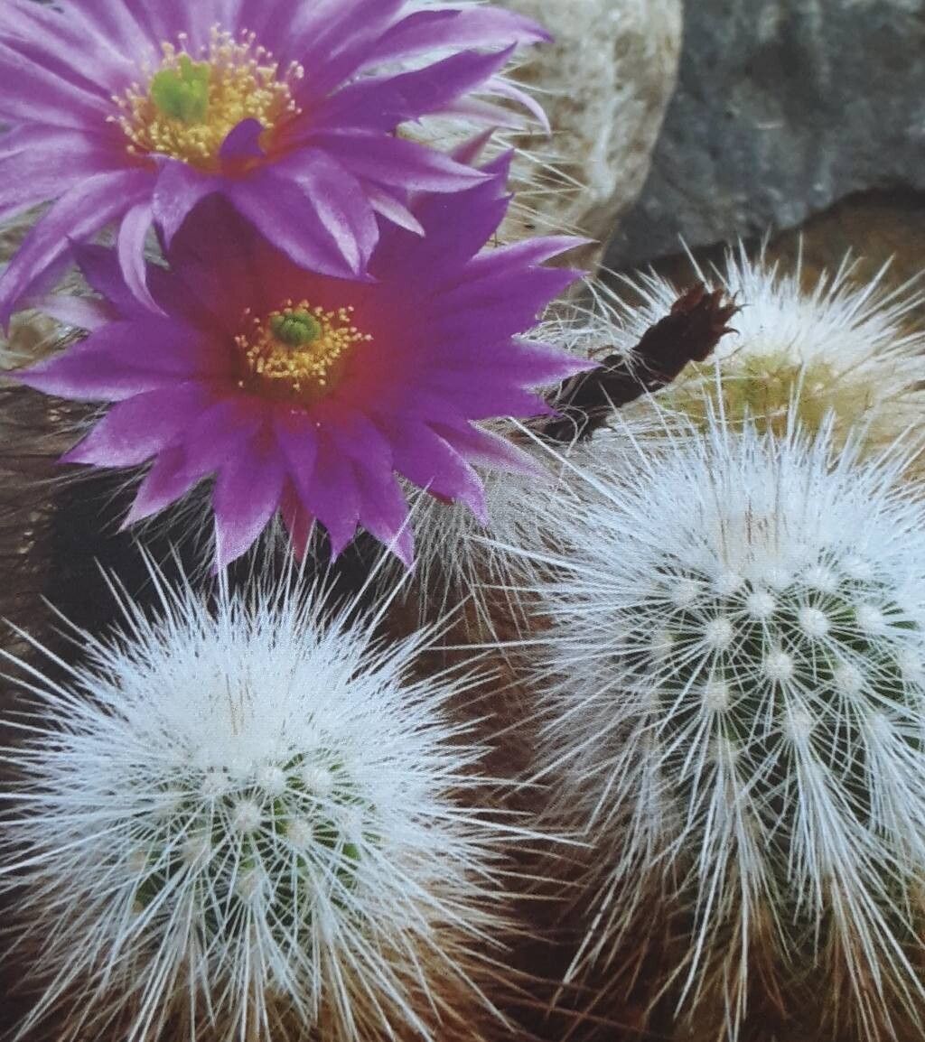 Echinocereus nivosus — search result for 'Echinocereus'