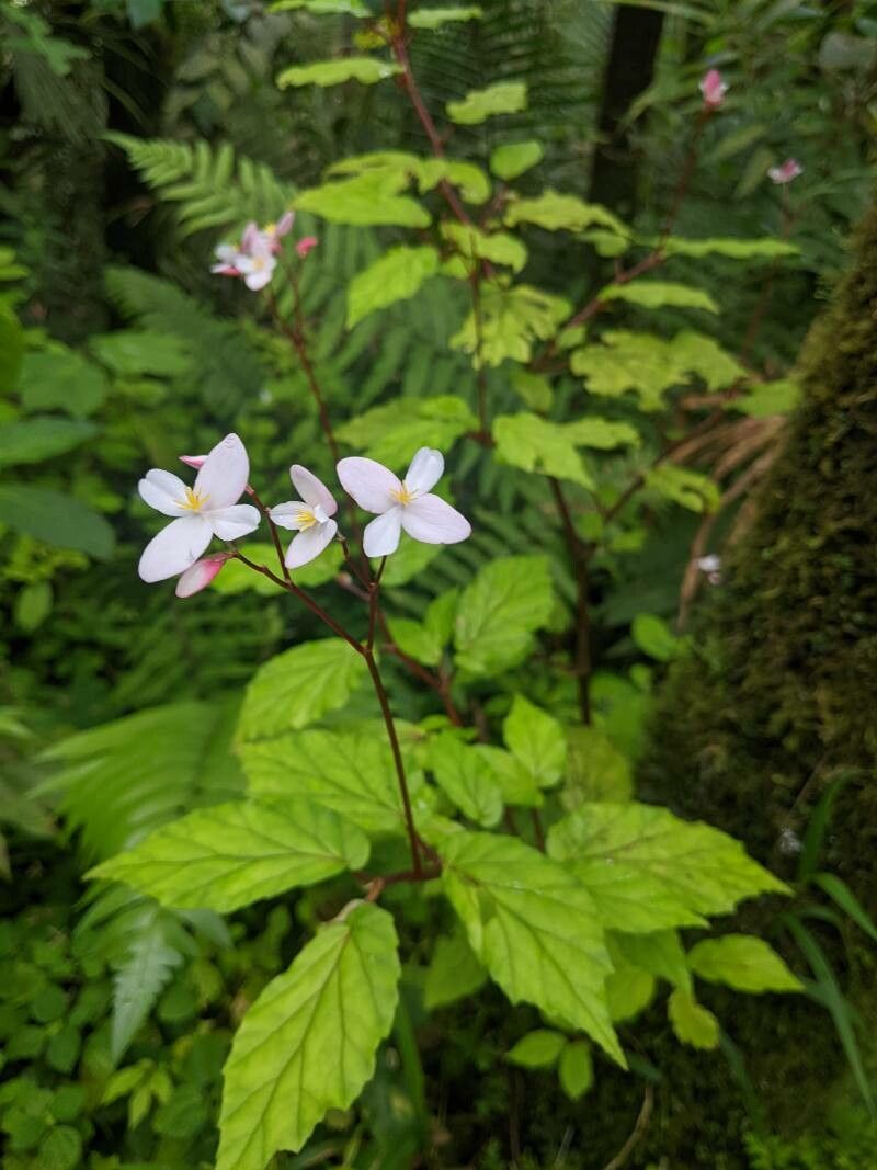 Begonia decandra flower