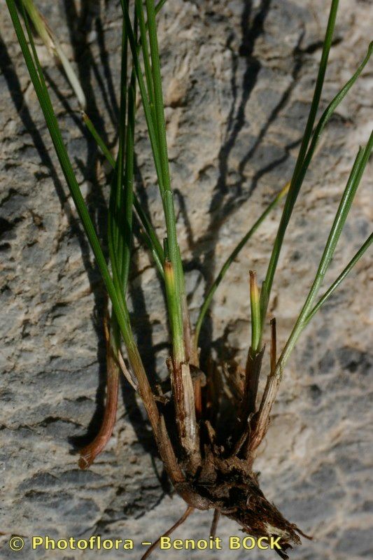 Carex mucronata bark