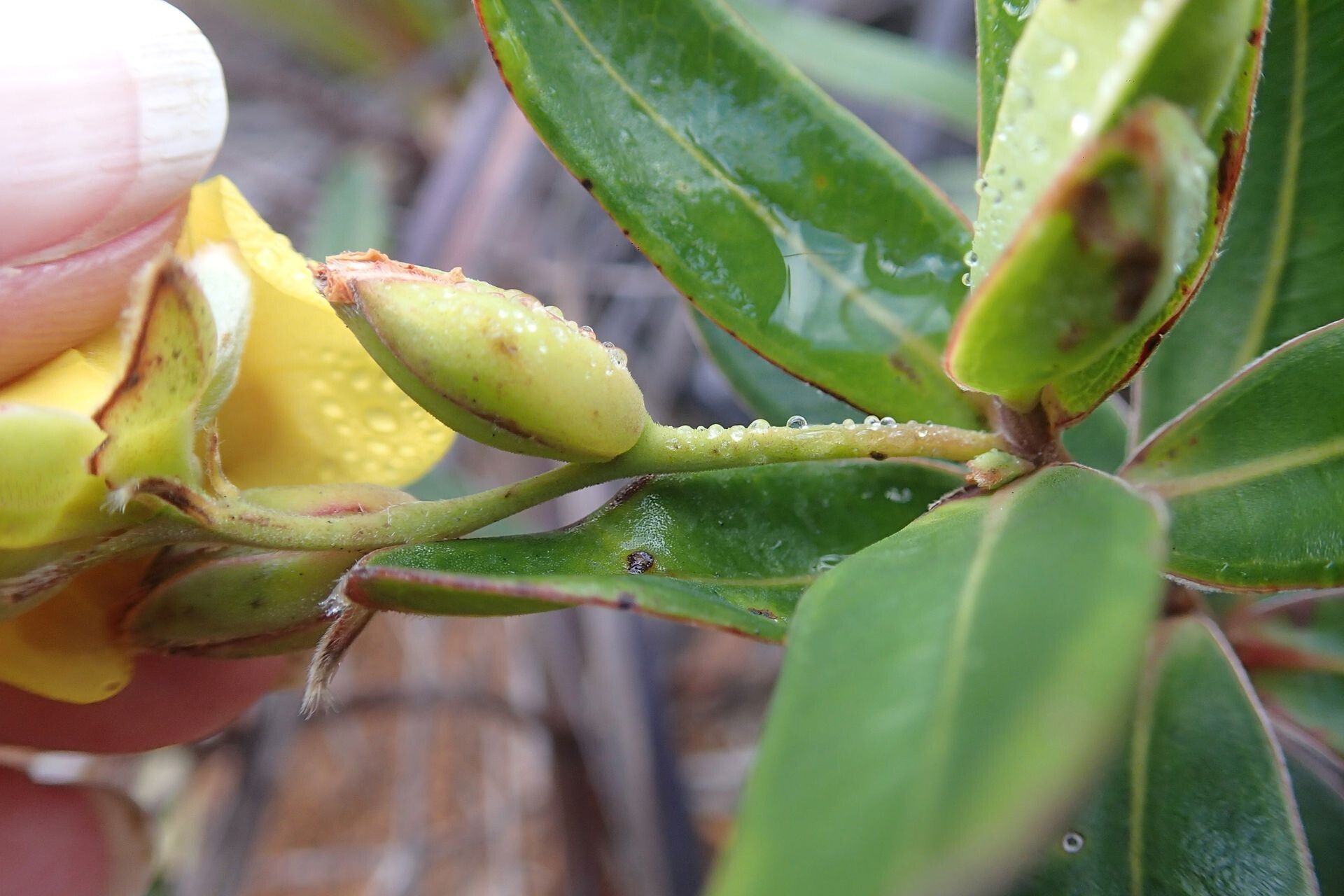 Hibbertia heterotricha flower