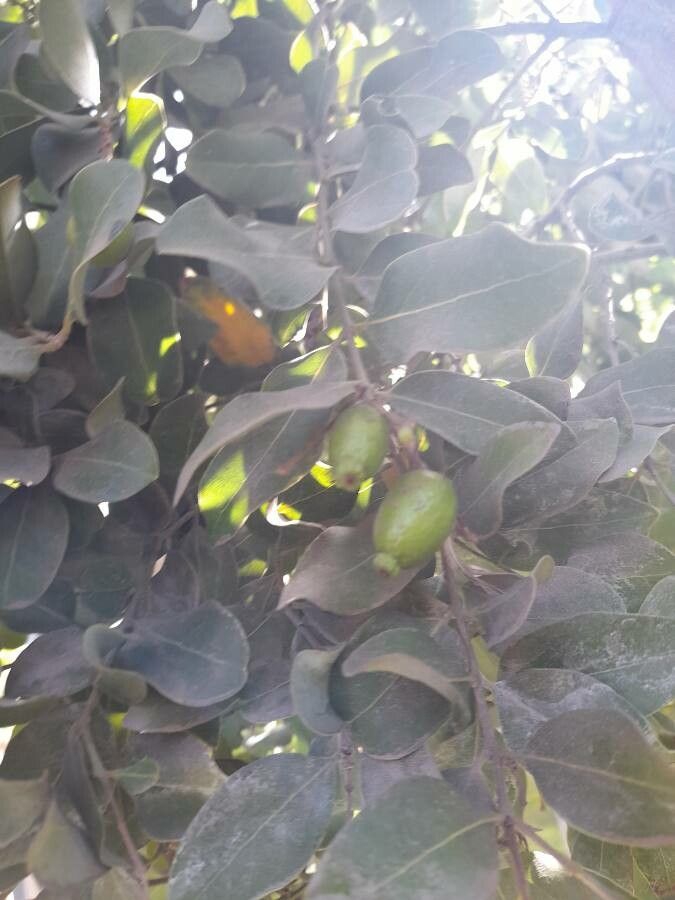 Cryptocarya alba fruit