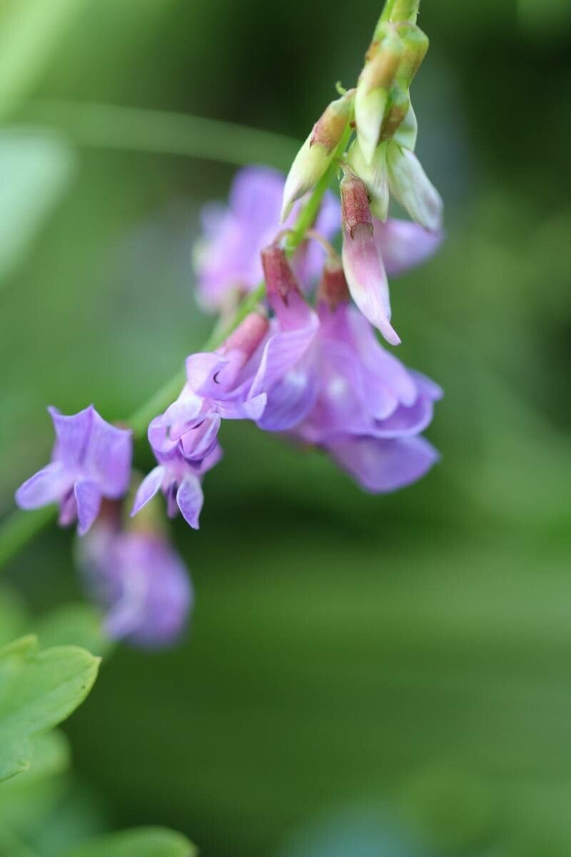 Vicia amoena — houseplant care guide
