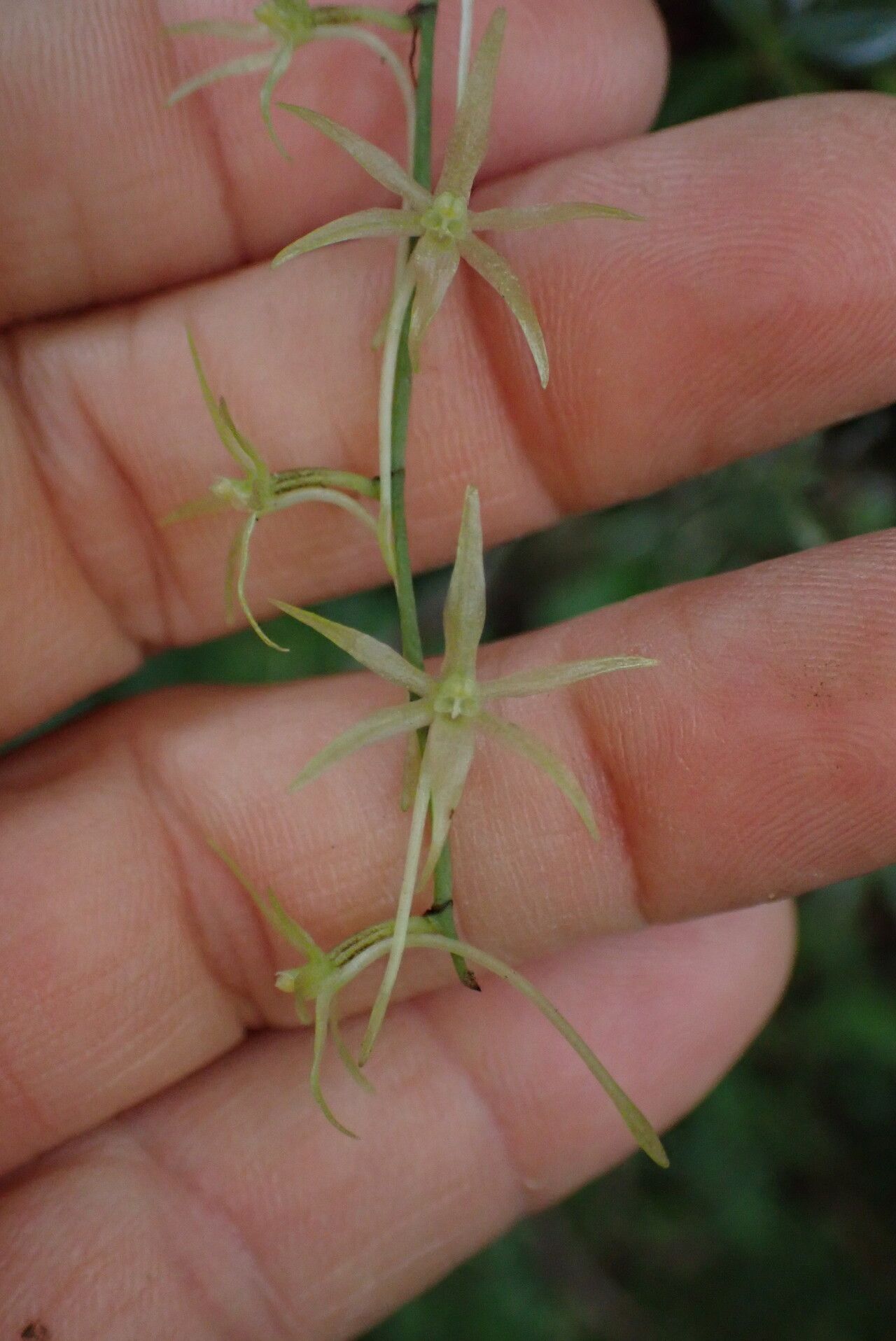Aerangis pallidiflora flower