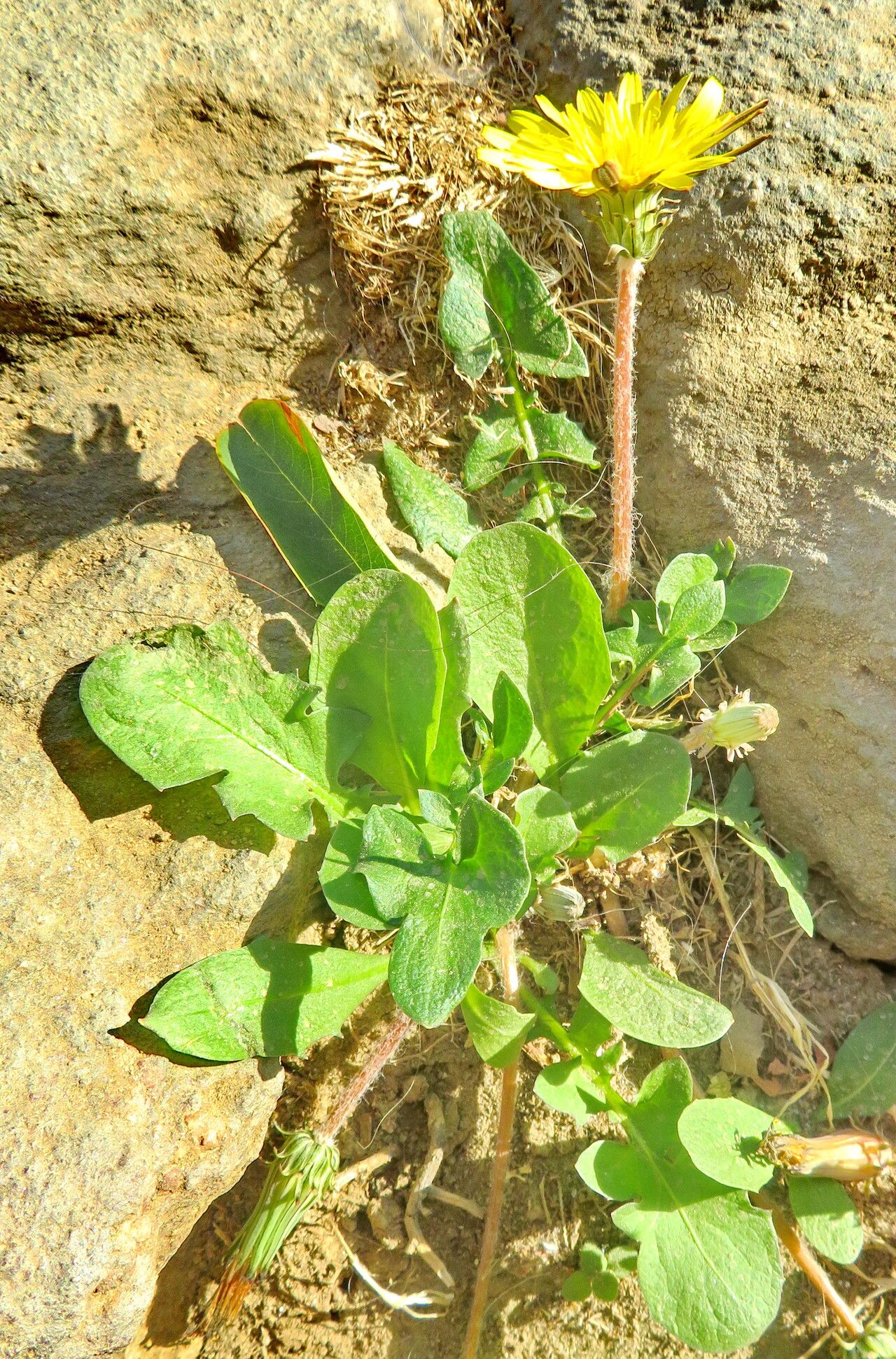 Taraxacum gracilens habit