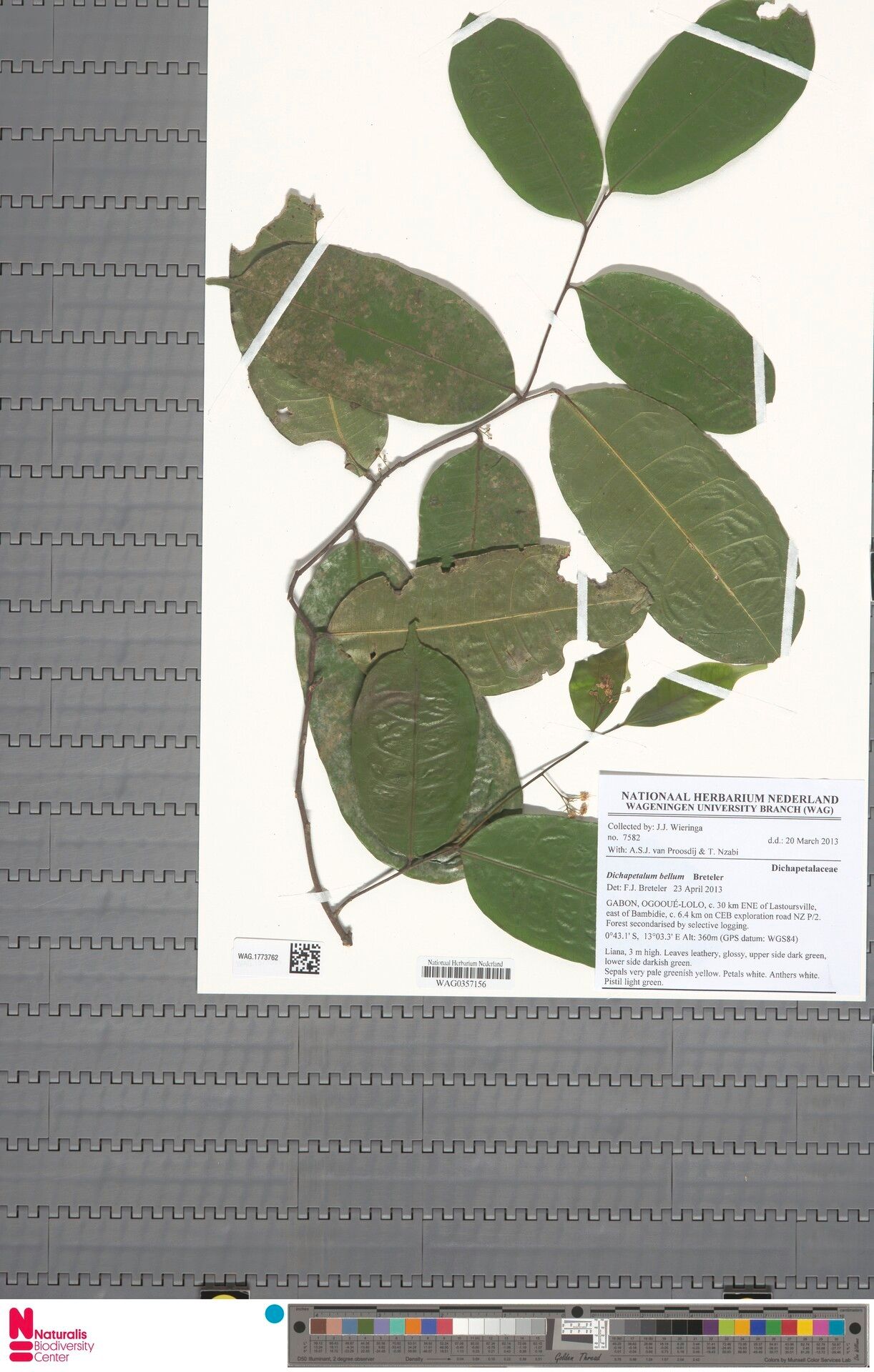 Dichapetalum bellum — houseplant care guide