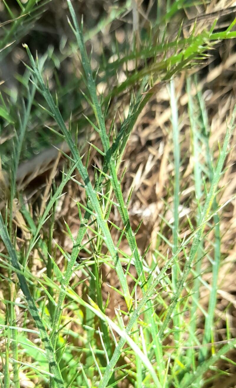 Eryngium pristis — search result for 'Eryngium'