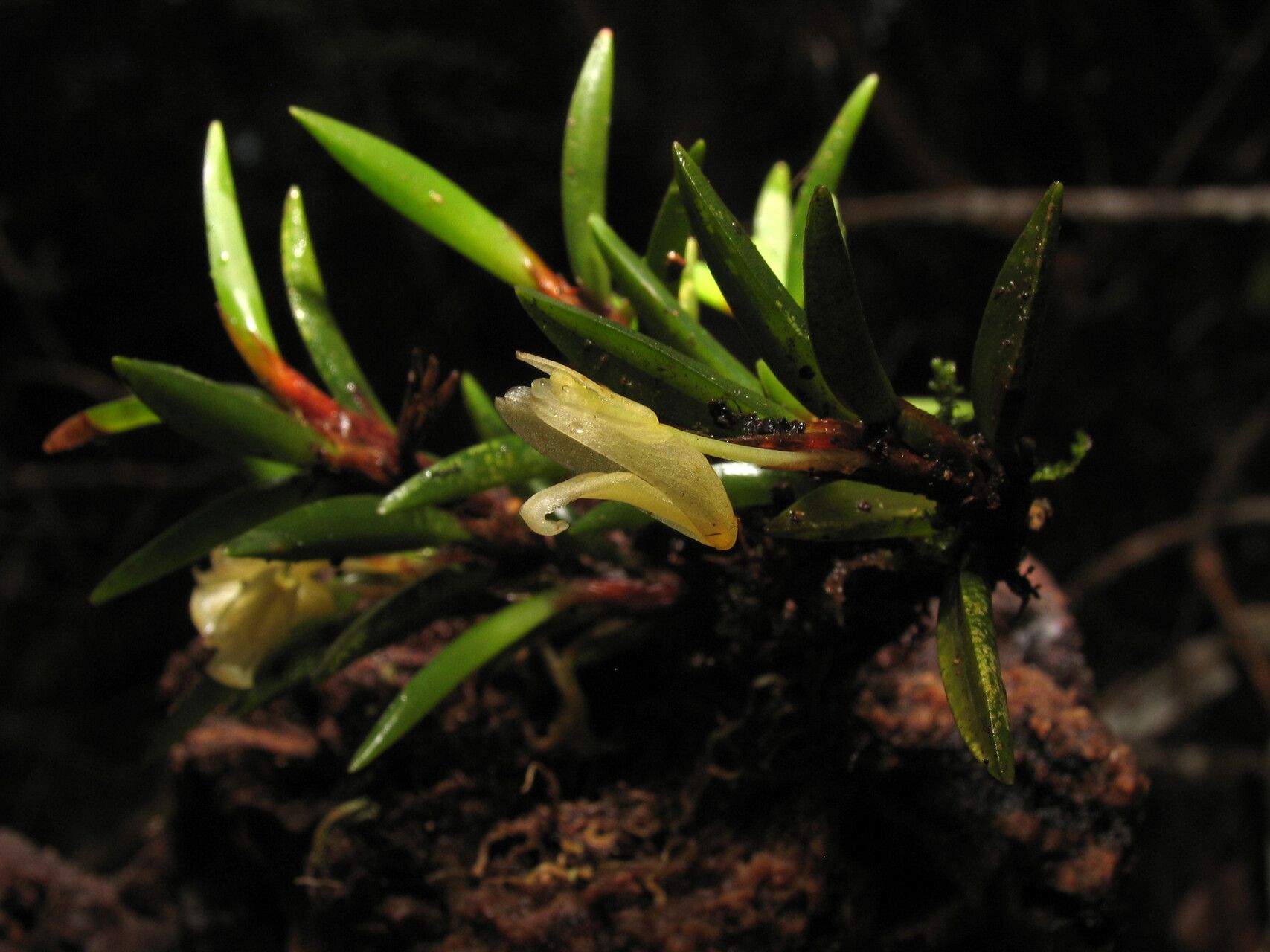 Maxillaria uncata flower