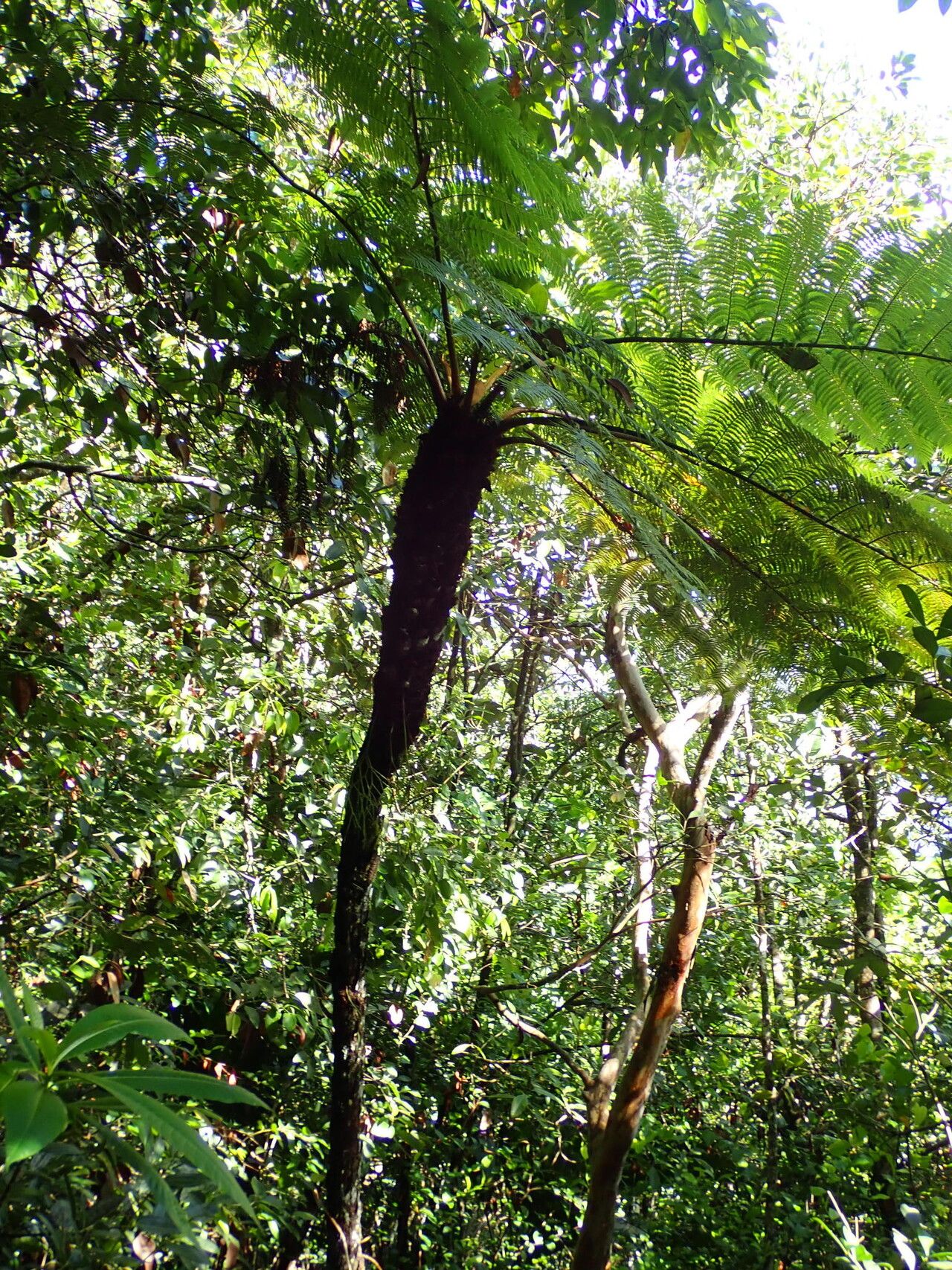 Alsophila sechellarum habit