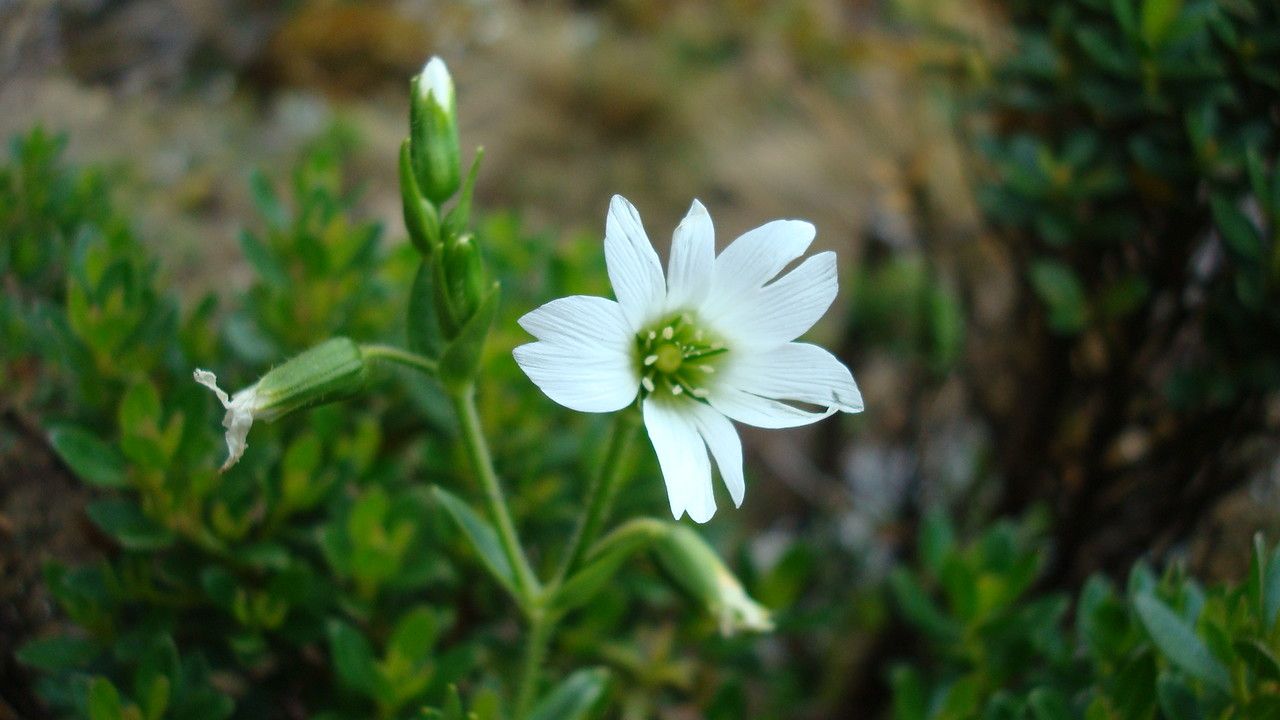 Cerastium argentinum — houseplant care guide