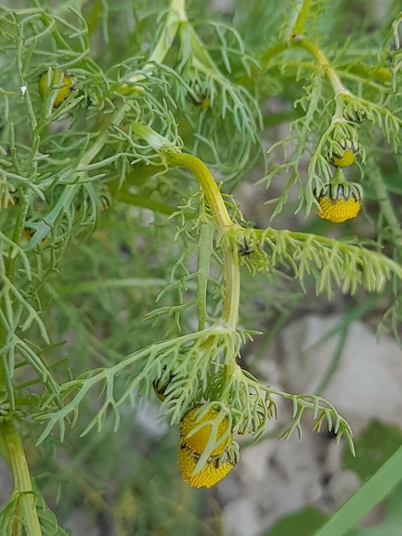Matricaria aurea bark