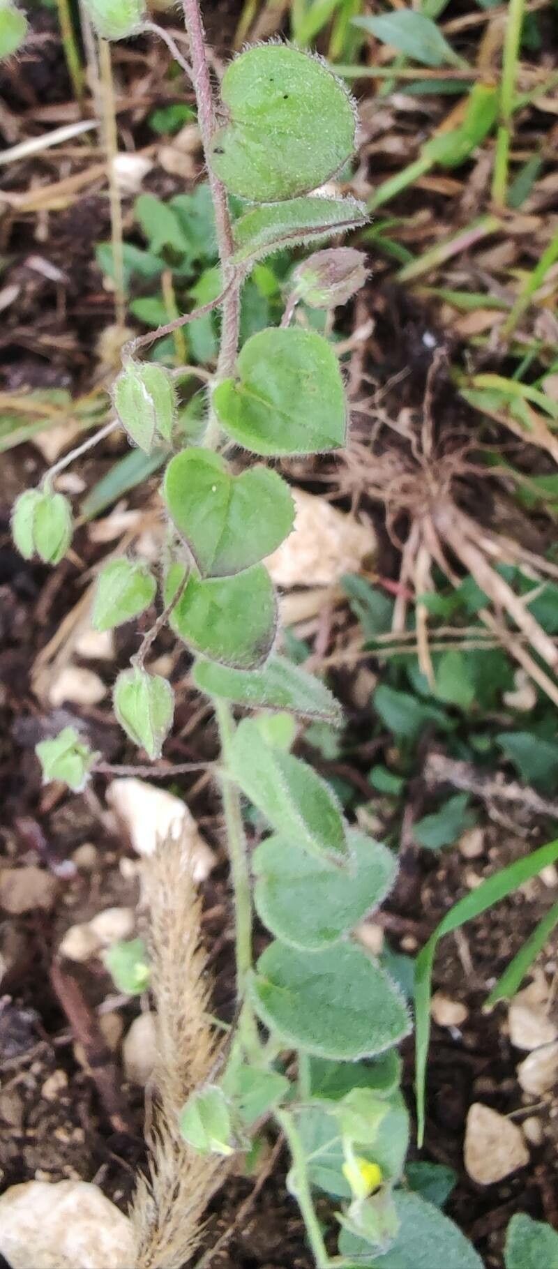 Kickxia spuria fruit