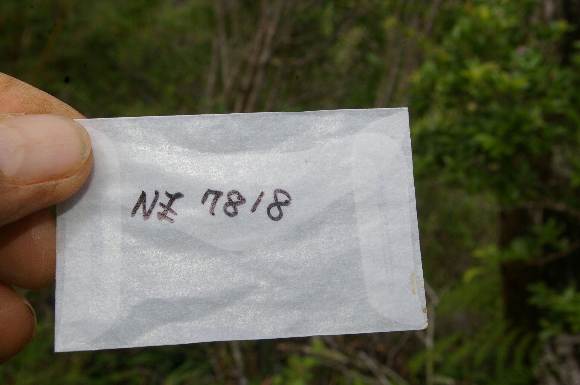 Desmodium maxonii bark