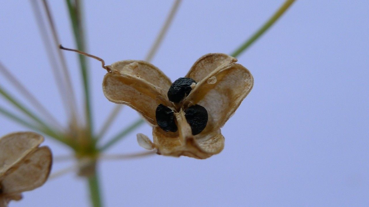 Nothoscordum borbonicum fruit