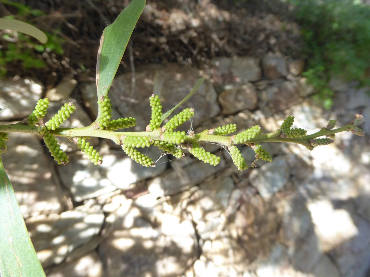 Acacia longifolia flower
