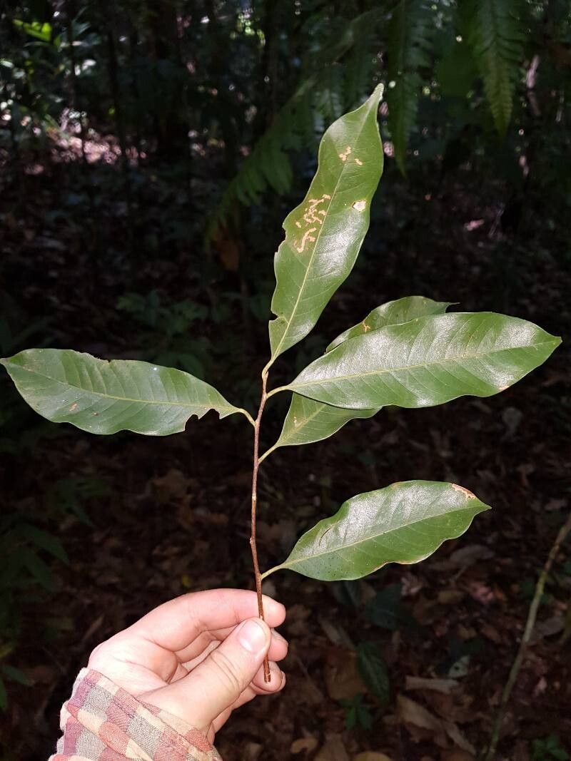 Pouteria foveolata — search result for 'Pouteria'