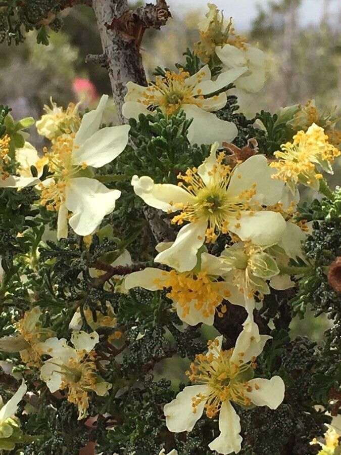 Purshia stansburiana flower