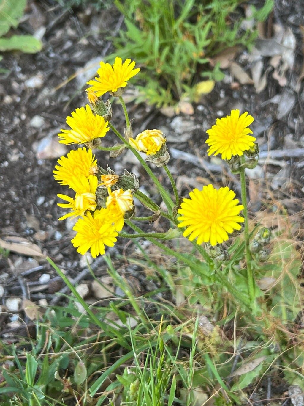 Crepis aspromontana — houseplant care guide