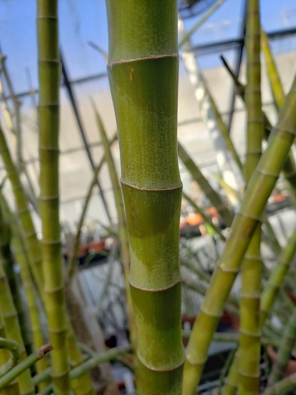 Thunia × gatton — related species from the same genus