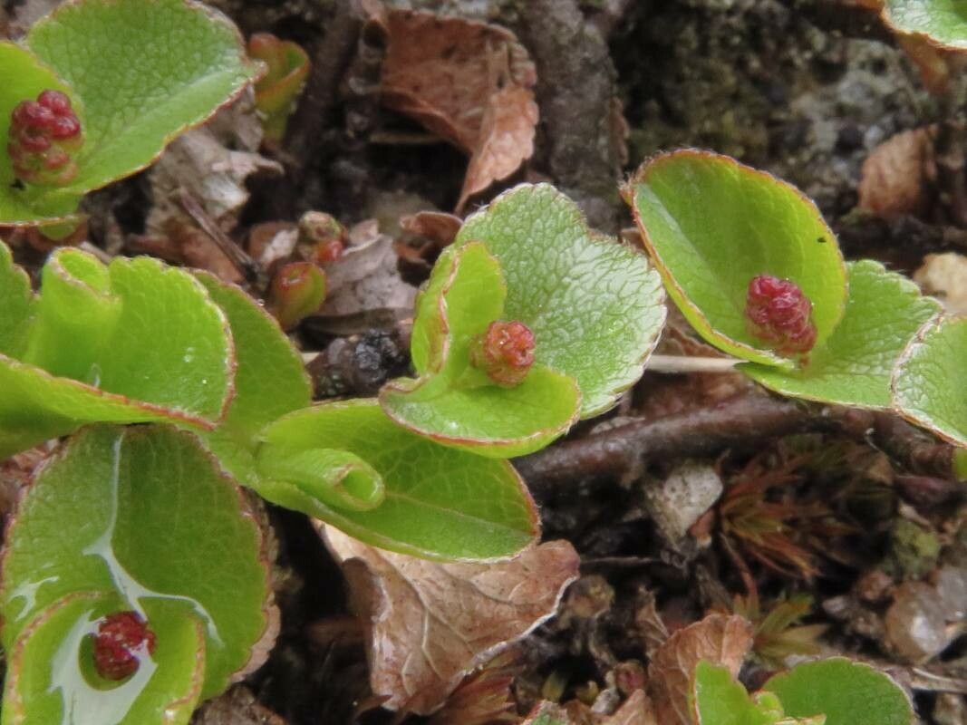 Salix herbacea flower