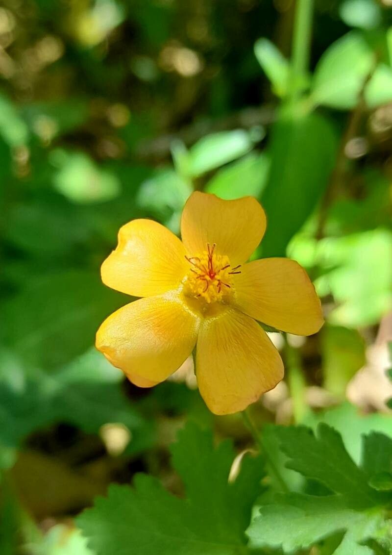 Modiolastrum malvifolium flower