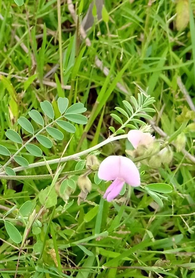 Tephrosia villosa flower