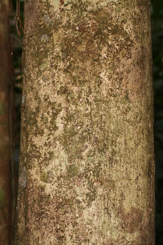 Hirtella bicornis bark