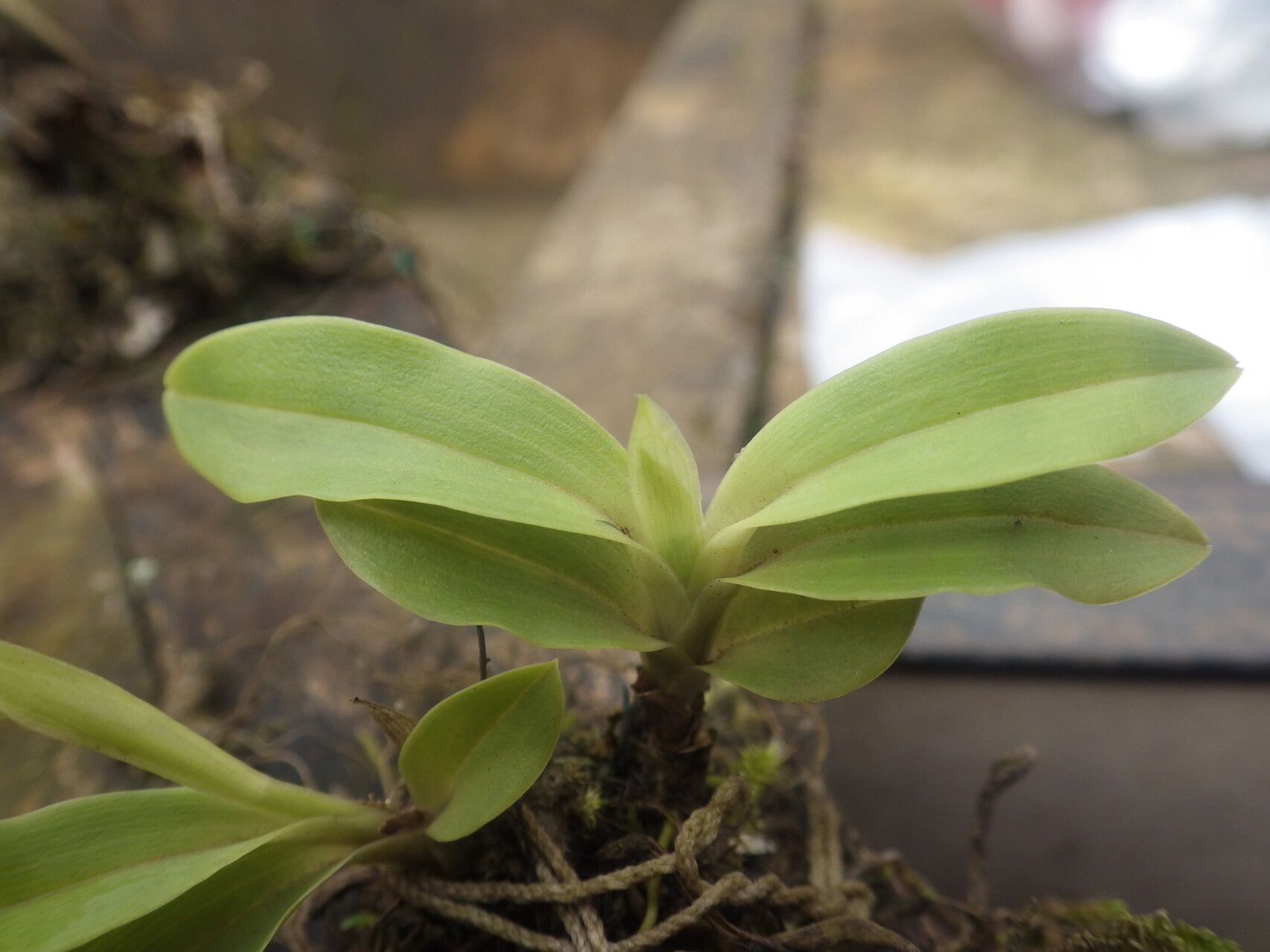 Polystachya montiquetiana — houseplant care guide