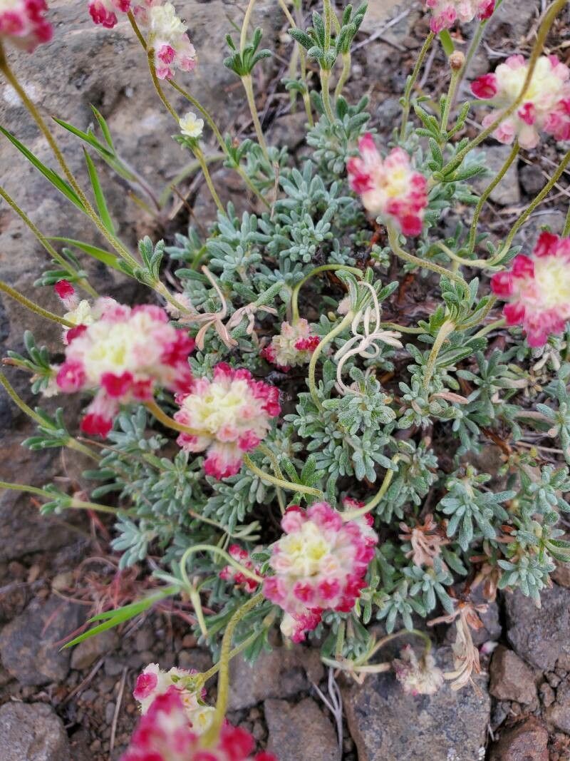 Eriogonum thymoides flower