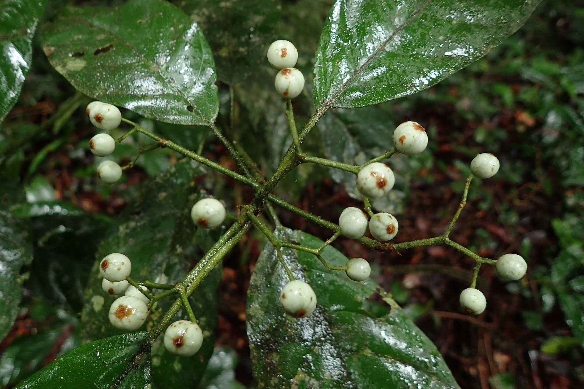Pavetta puberula fruit