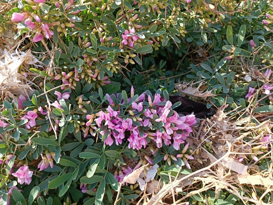 Caragana halodendron flower