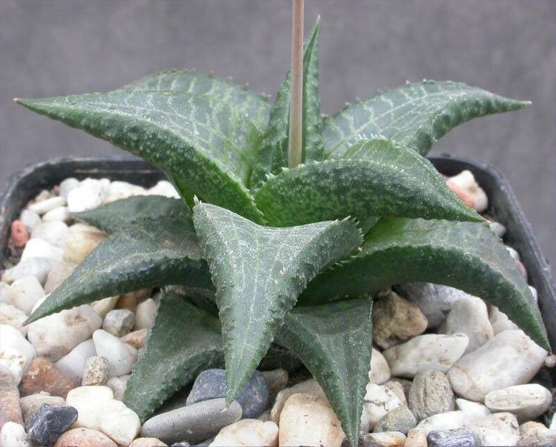 Haworthiopsis venosa habit