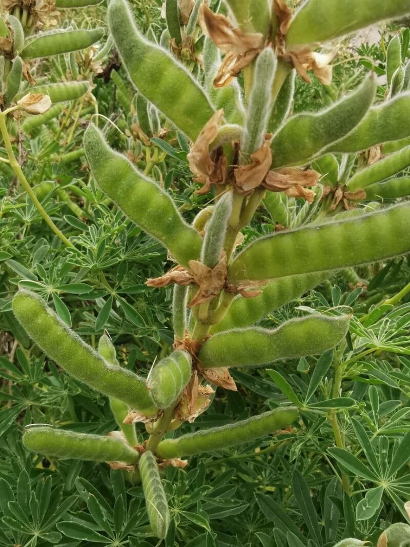 Lupinus albus fruit