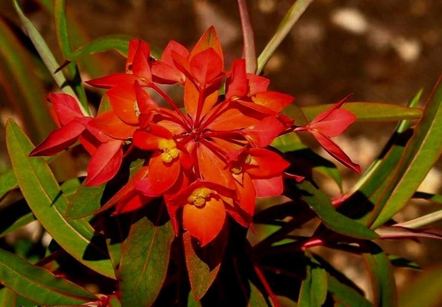 Euphorbia griffithii flower