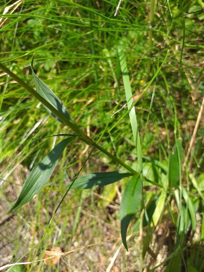 Dianthus carthusianorum — search result for 'Ukraine'