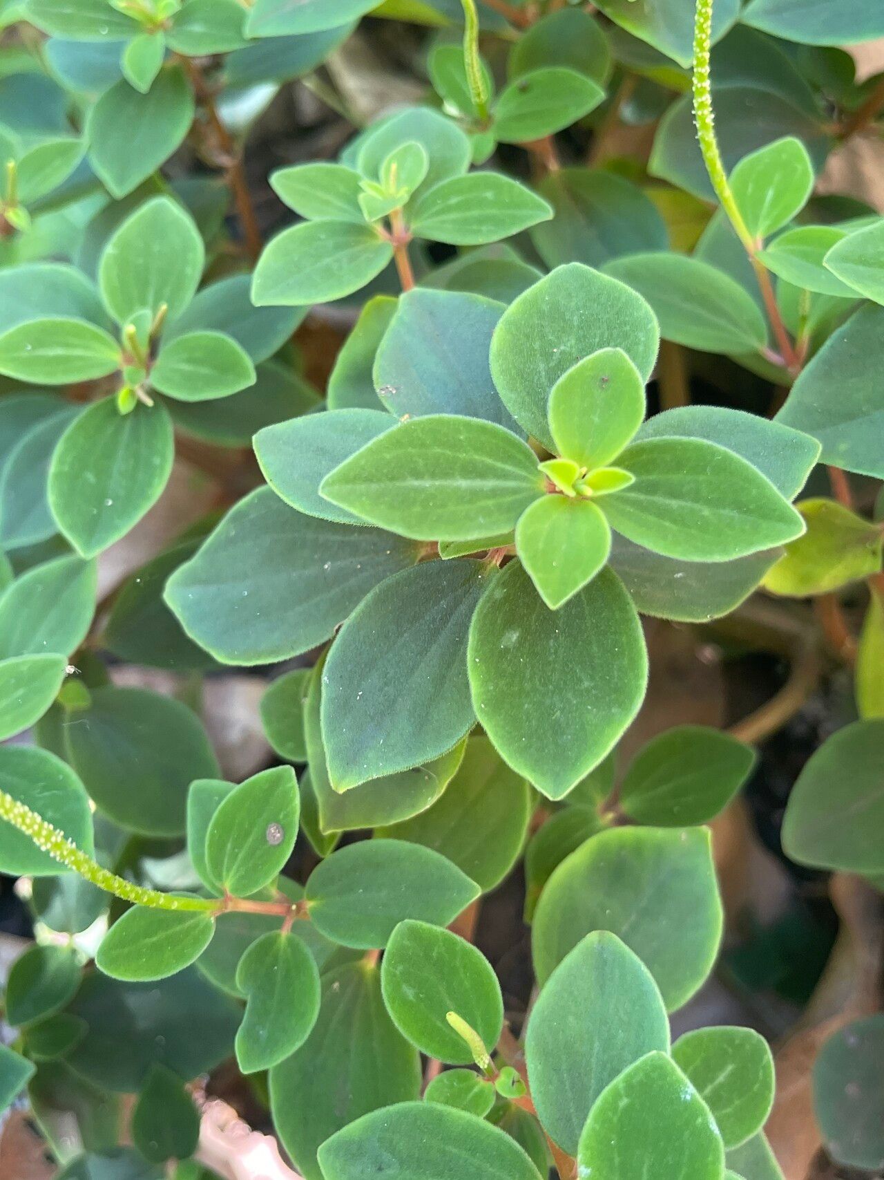 Peperomia leptostachya — houseplant care guide