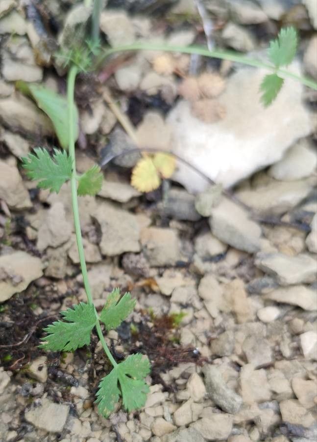 Ptychotis saxifraga leaf