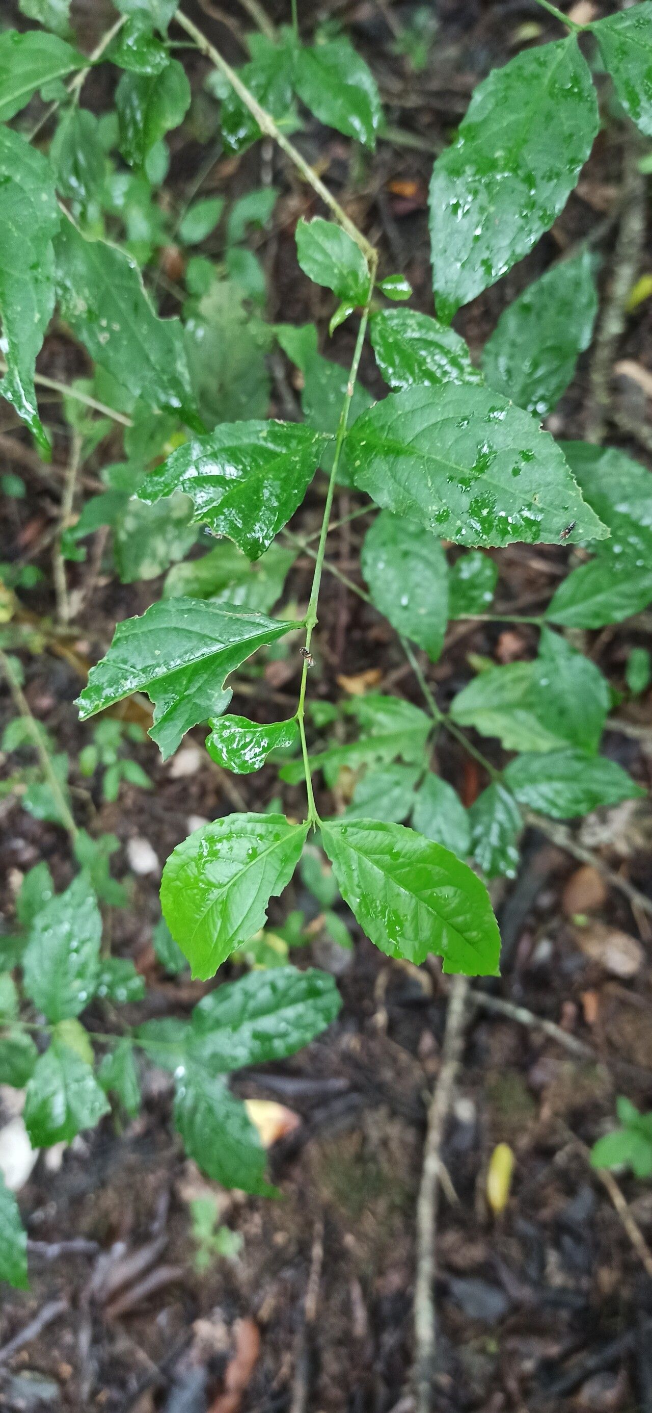Crossopetalum serrulatum leaf