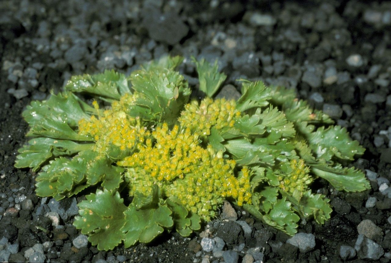 Azorella diversifolia habit