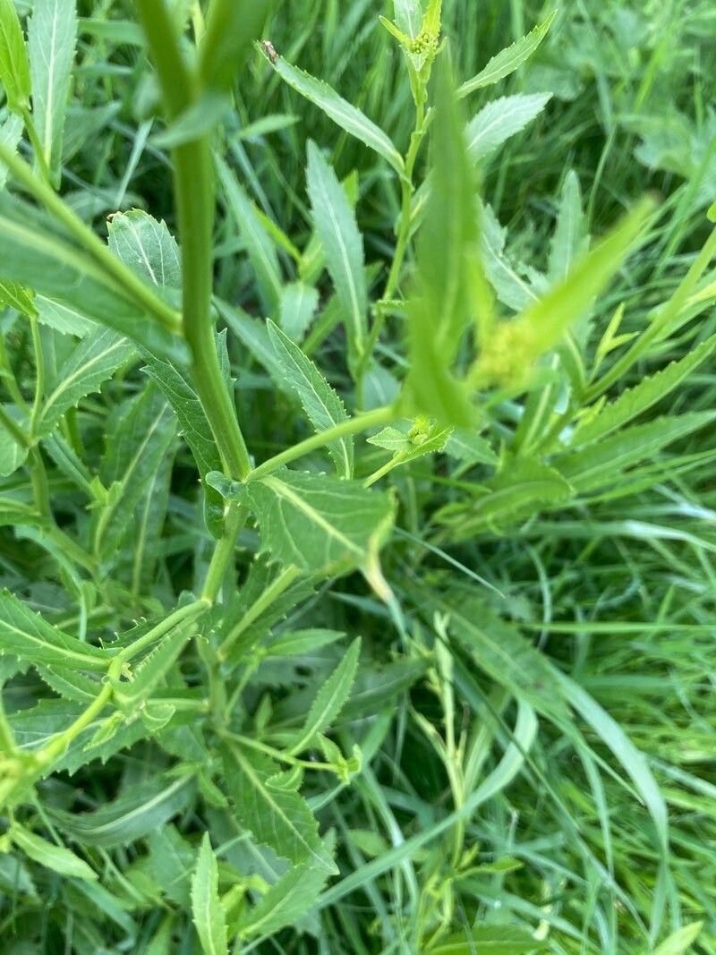 Rorippa austriaca leaf