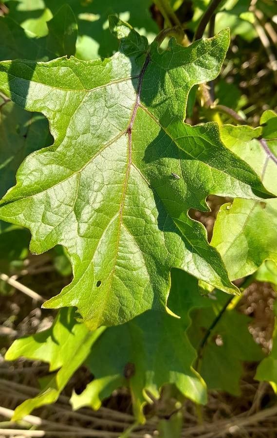Solanum viarum leaf