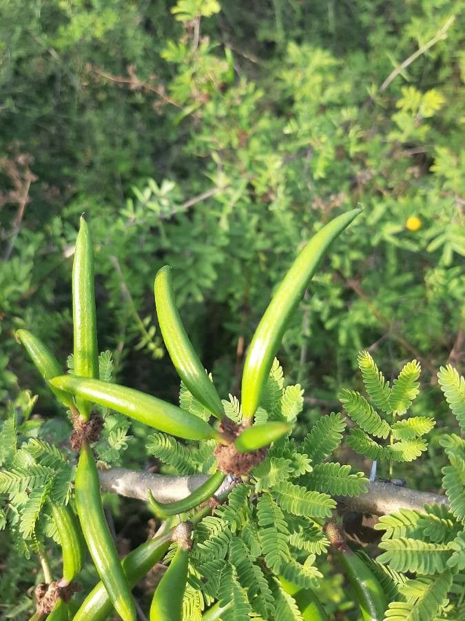Acacia farnesiana fruit