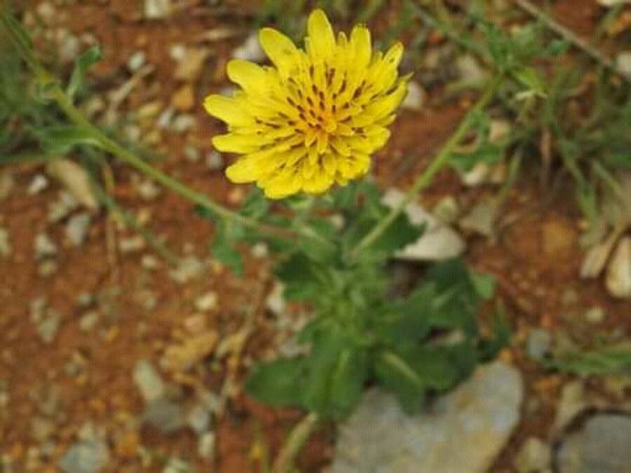 Tragopogon buphthalmoides — related species from the same genus