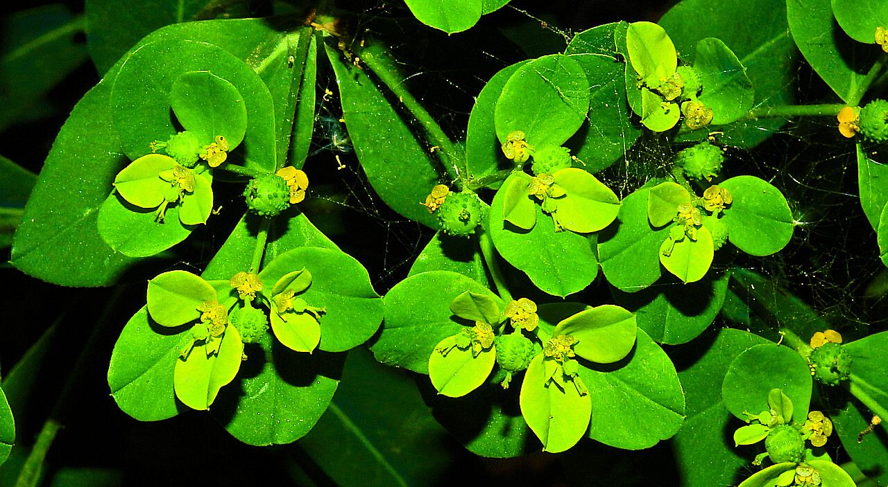 Euphorbia paniculata fruit