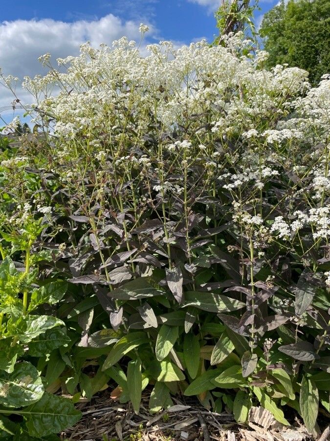 Peltaria alliacea habit