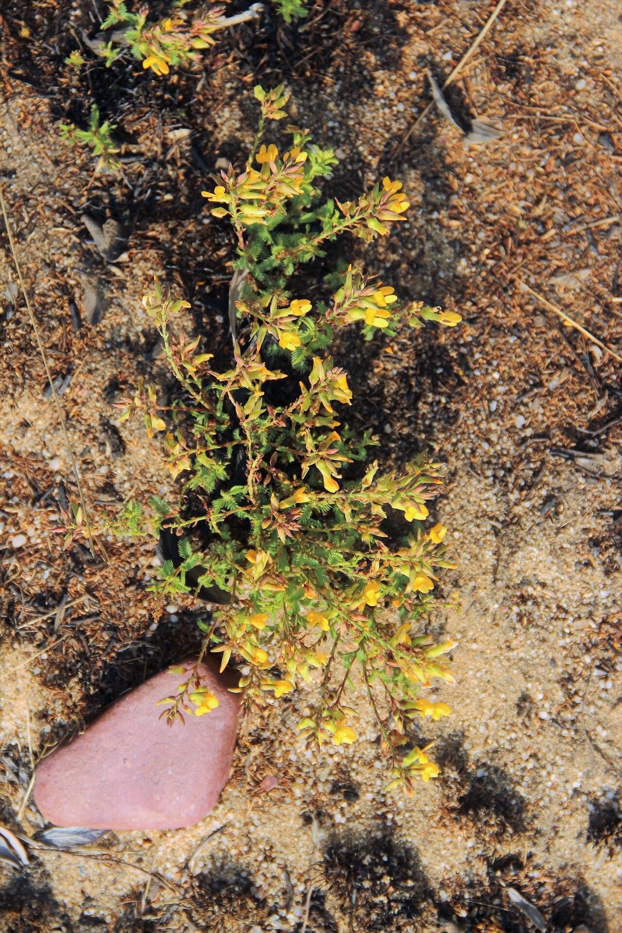 Aeschynomene tenuirama habit