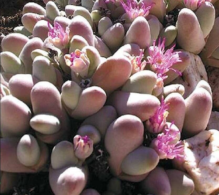 Gibbaeum pubescens — houseplant care guide