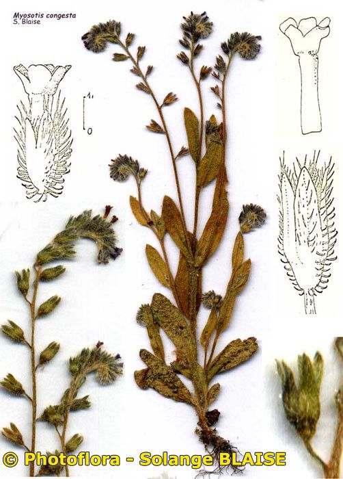 Myosotis congesta other